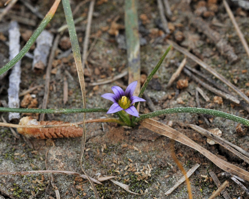 Romulea columnae. Closer.