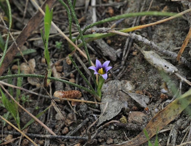 Romulea columnae