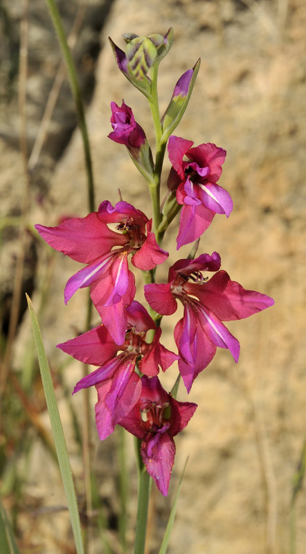 Gladiolus_communis._Closeup.2.jpg