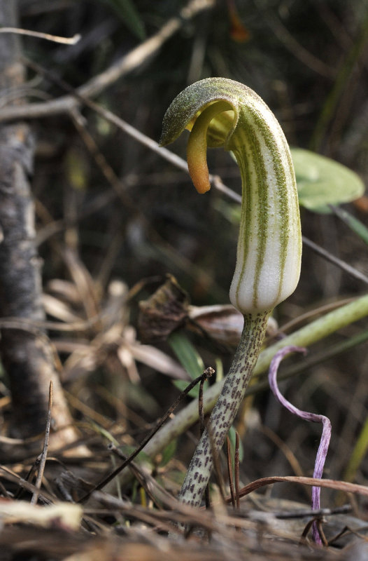 Arisarum vulgare. Closer.