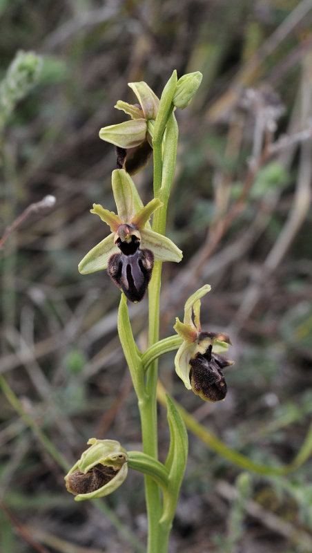 Ophrys sphegodes subsp. atrata. Closer.