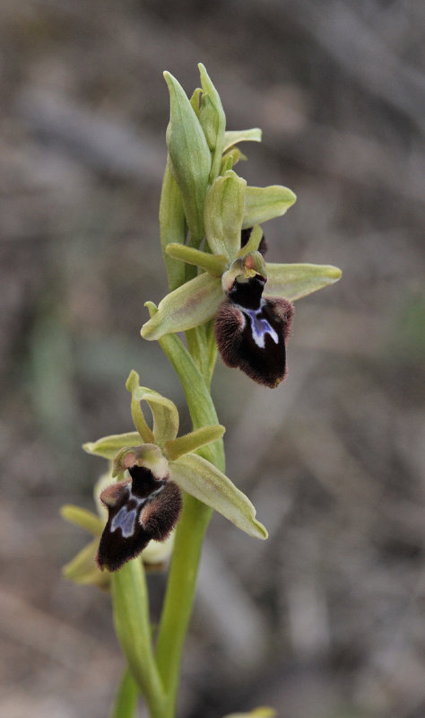 Ophrys sphegodes subsp. atrata. x Ophrys balearica.