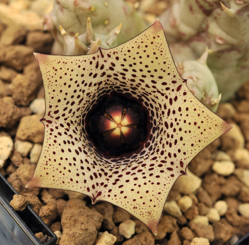 Huernia_formosa._Closeup.2.jpg