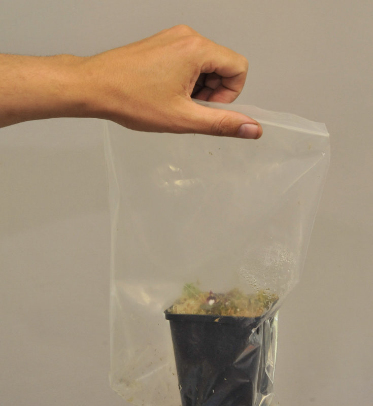 Corybas_geminigibbus._in_ziploc.jpg