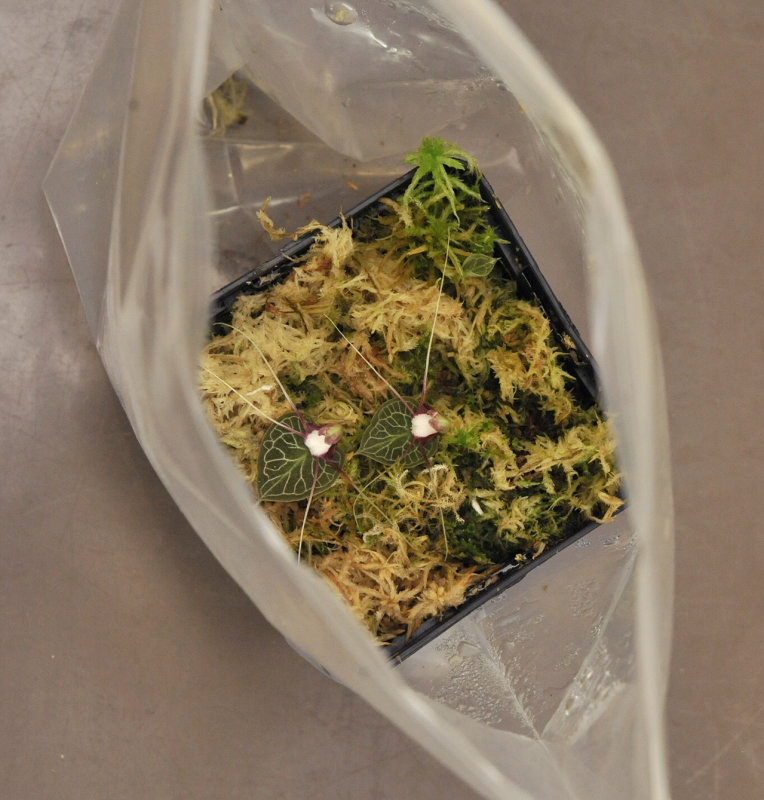 Corybas_geminigibbus._in_ziploc.2.jpg
