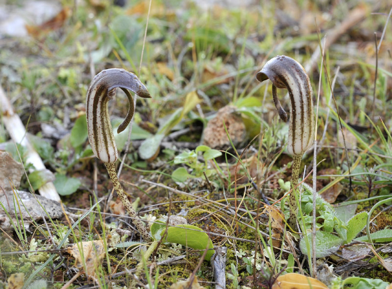 Arisarum vulgare