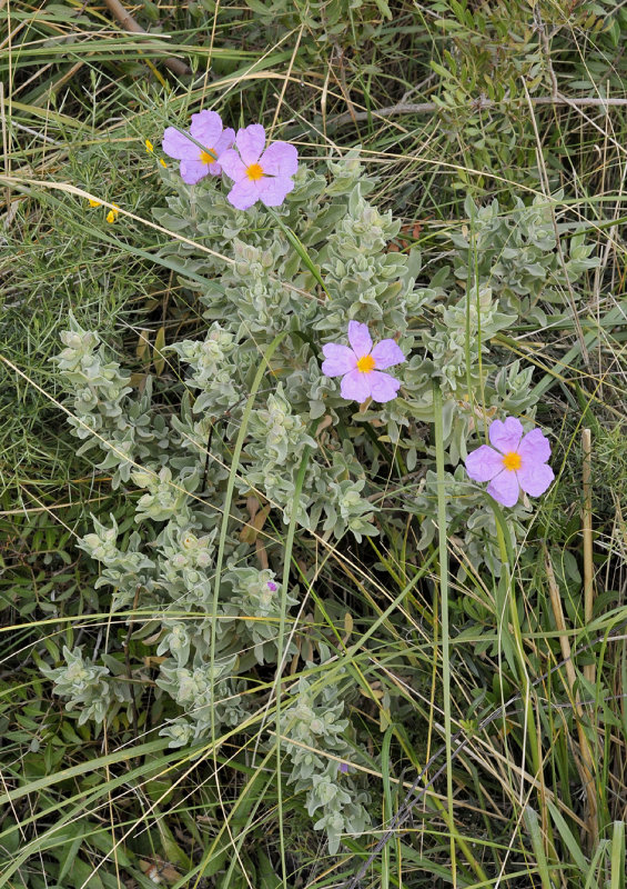 Cistus albidus