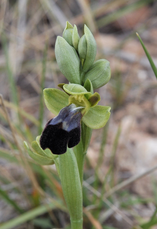 Ophrys lupercallis. Close-up.