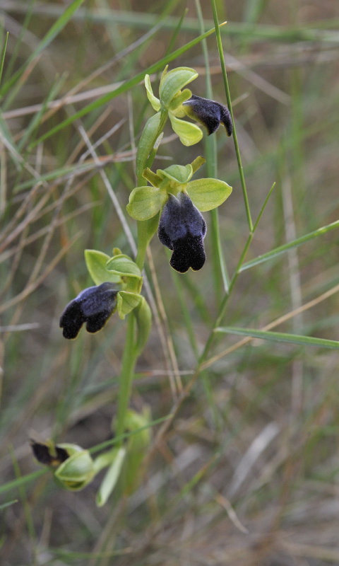 Ophrys lupercallis. Closer.