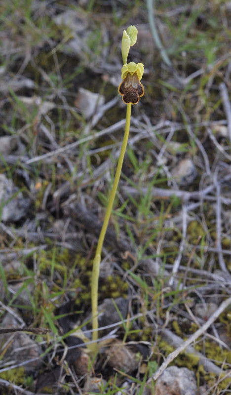 Ophrys fabrella