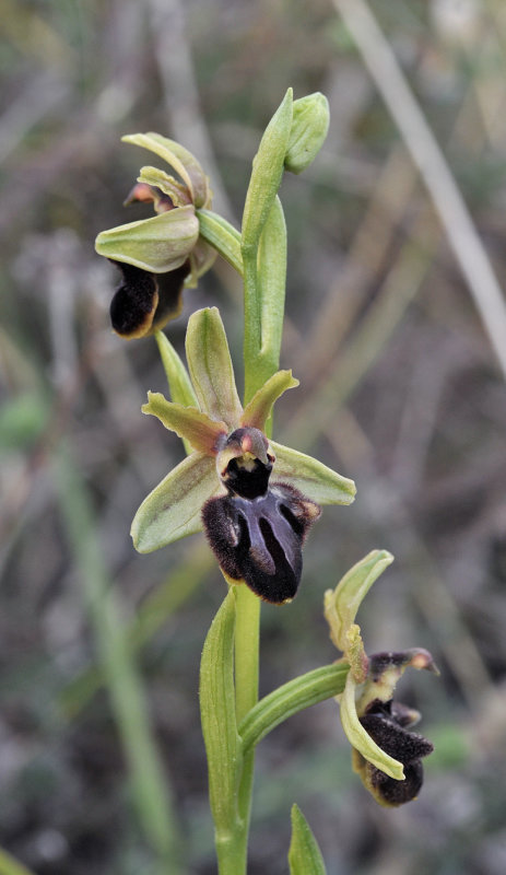 Ophrys sphegodes subsp. atrata. Closer.