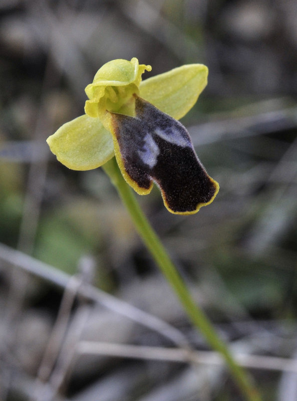 Ophrys fabrella. Closer.