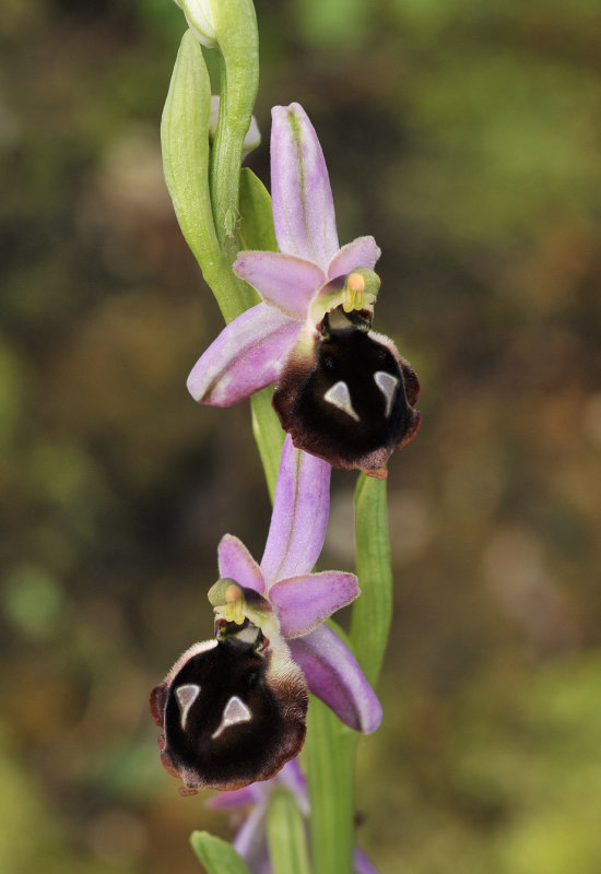 ophrys_argolica._Closer.2.jpg