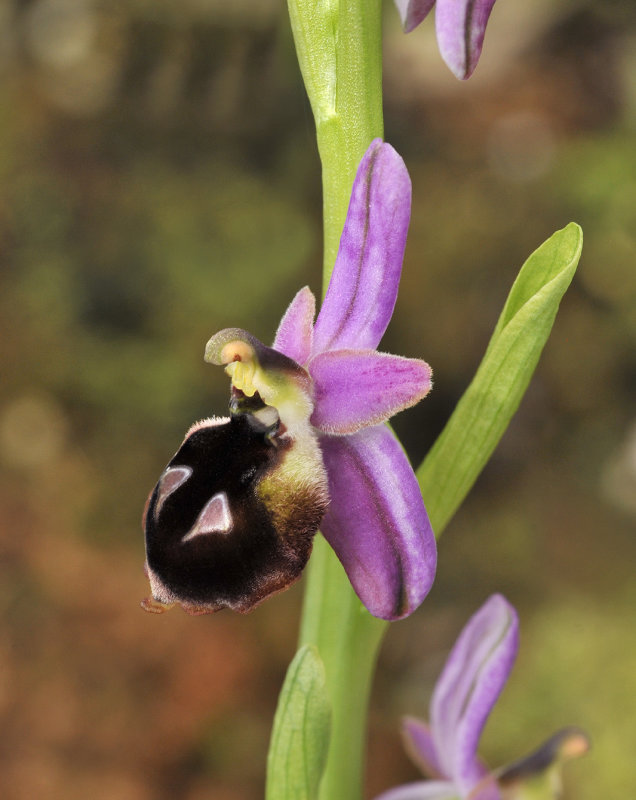 ophrys_argolica._Closeup.side.jpg