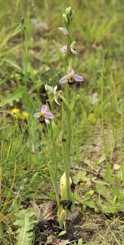 Ophrys_apifera.jpg