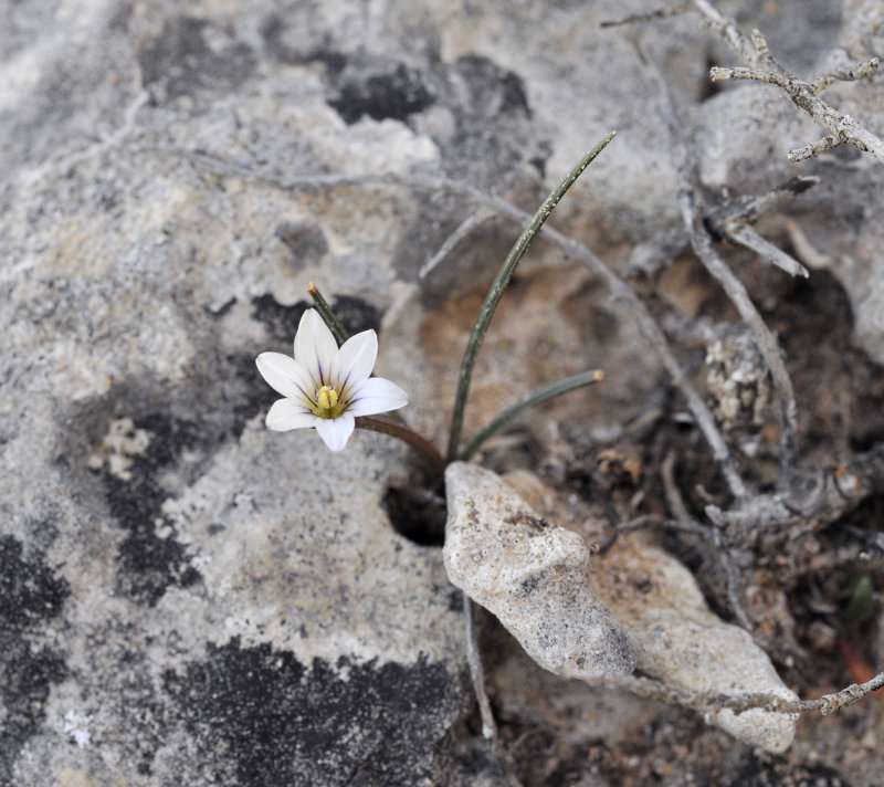 Romulea columnae subsp. assumptionis