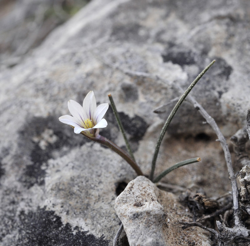 Romulea columnae subsp. assumptionis