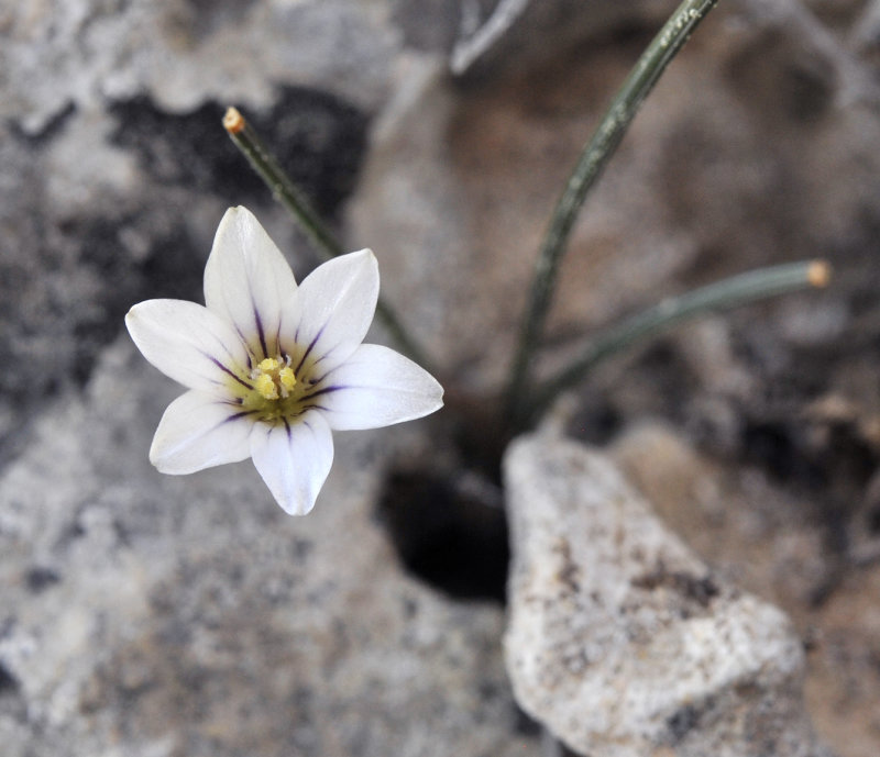 Romulea columnae subsp. assumptionis. Closer