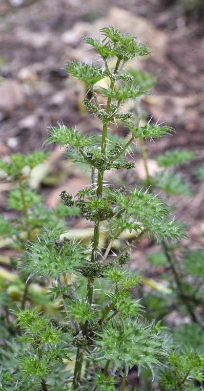 Urtica bianorii. Closer.