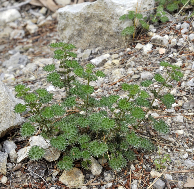 Urtica bianorii.