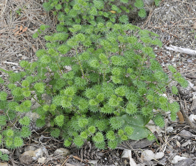 Urtica bianorii