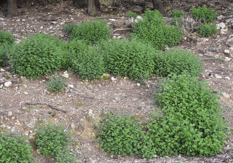 Urtica bianorii