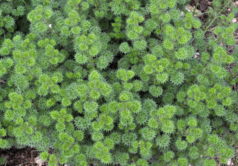 Urtica bianorii