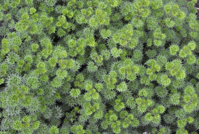 Urtica bianorii