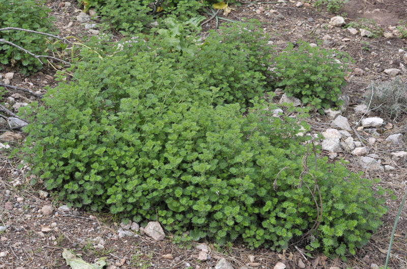 Urtica bianorii