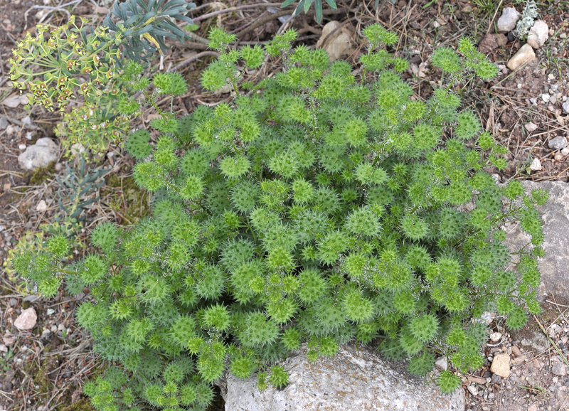 Urtica bianorii
