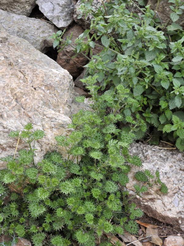 Urtica sp.
