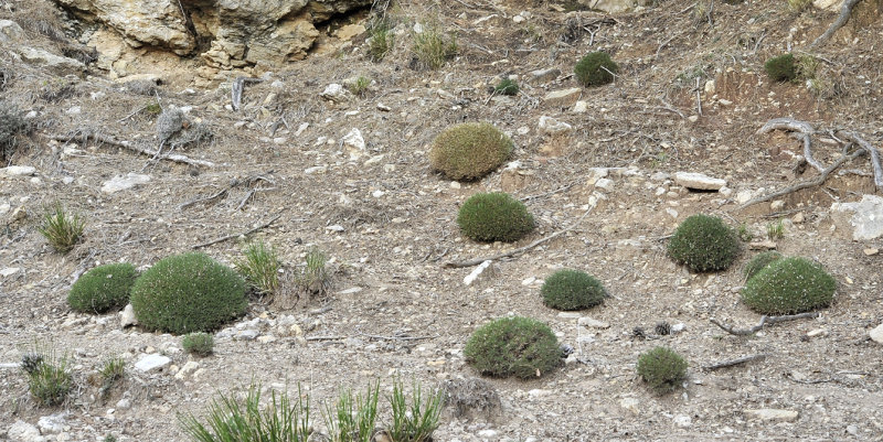 Astragalus_balearicus.4.jpg