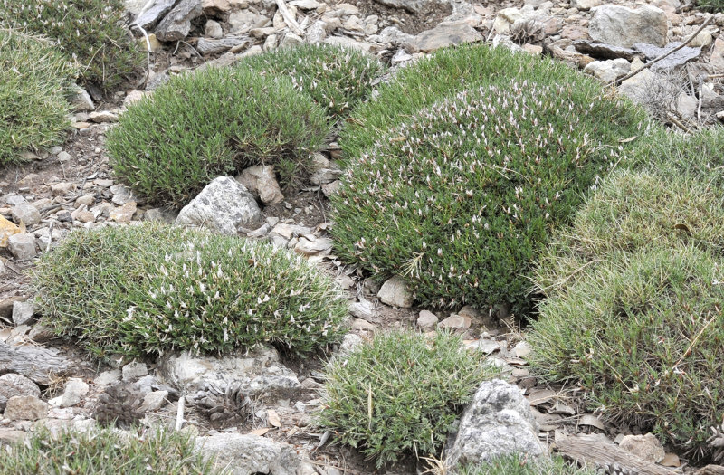 Astragalus_balearicus.7.jpg
