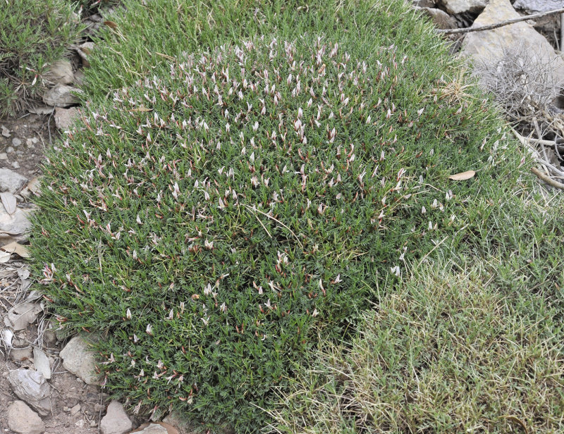 Astragalus_balearicus.9.jpg