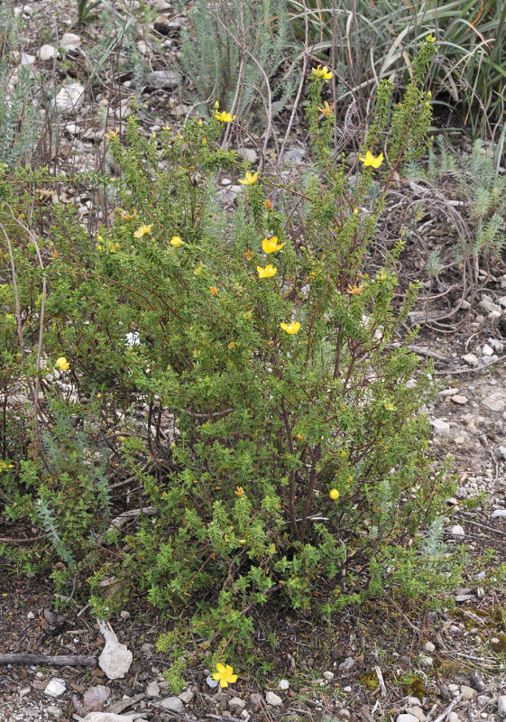 Hypericum_balearicum.jpg