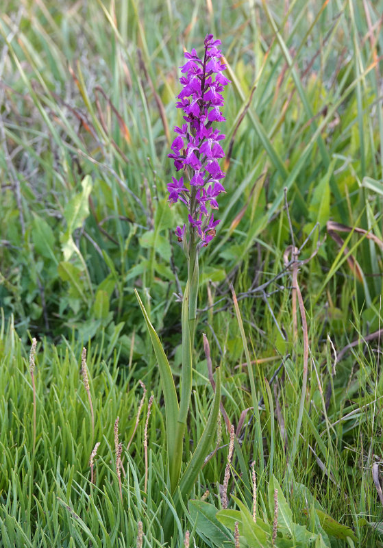 Anacamptis palustris subsp. robusta