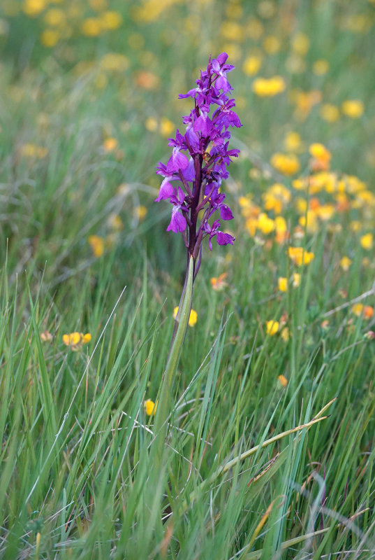 Anacamptis palustris subsp. robusta