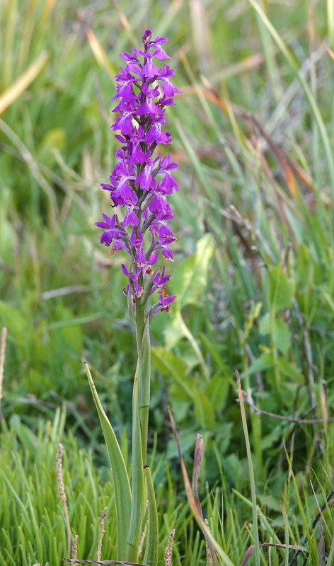 Anacamptis palustris subsp. robusta. Closer.
