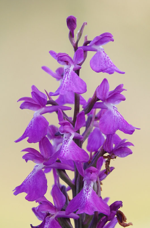 Anacamptis palustris subsp. robusta. Close-up.