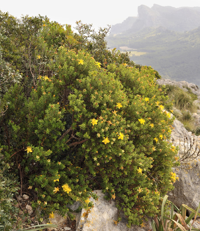 Hypericum_balearicum.4.jpg