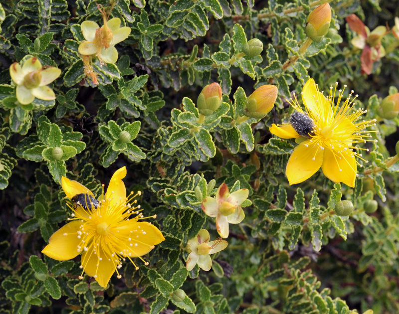 Hypericum_balearicum.Closer.4.jpg