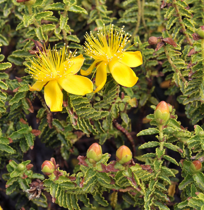 Hypericum_balearicum.Closer.jpg
