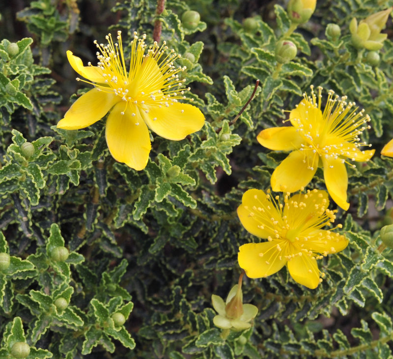 Hypericum_balearicum.Closer.2.jpg