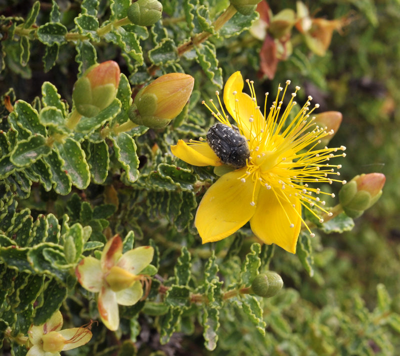 Hypericum_balearicum.Closeup.4.jpg