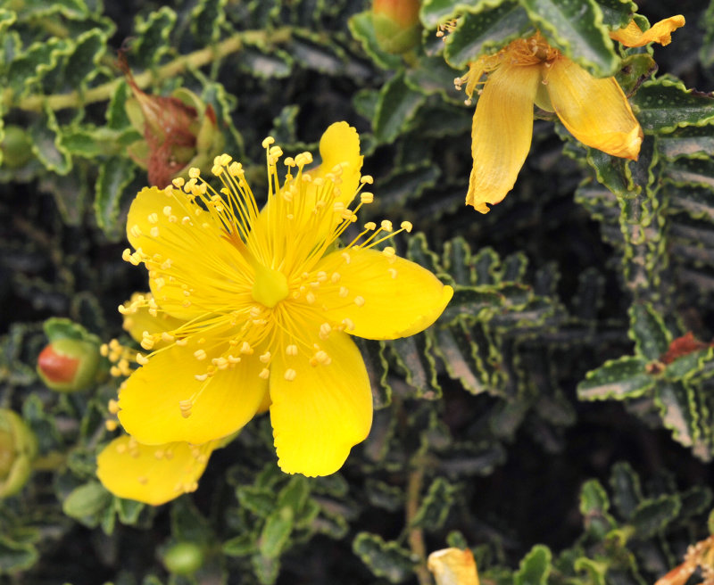 Hypericum_balearicum.Closeup.3.jpg