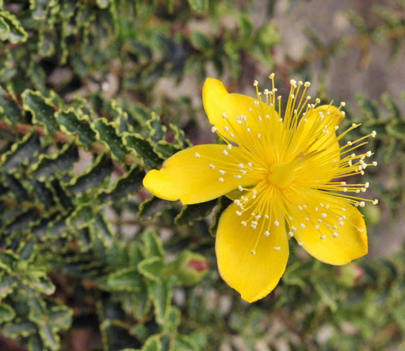 Hypericum_balearicum.Closeup.2.jpg