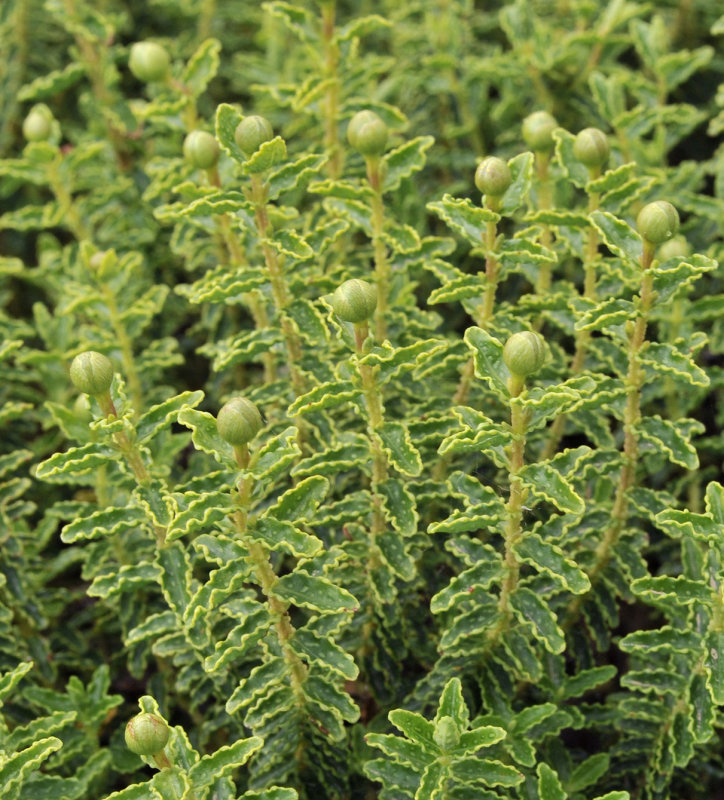 Hypericum_balearicum._In_bud.jpg