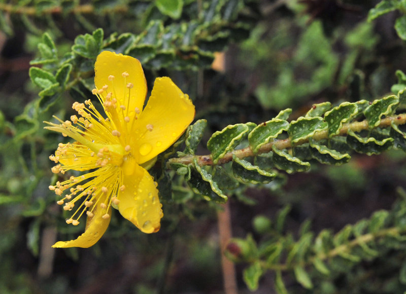 Hypericum_balericum._Closer.3.jpg