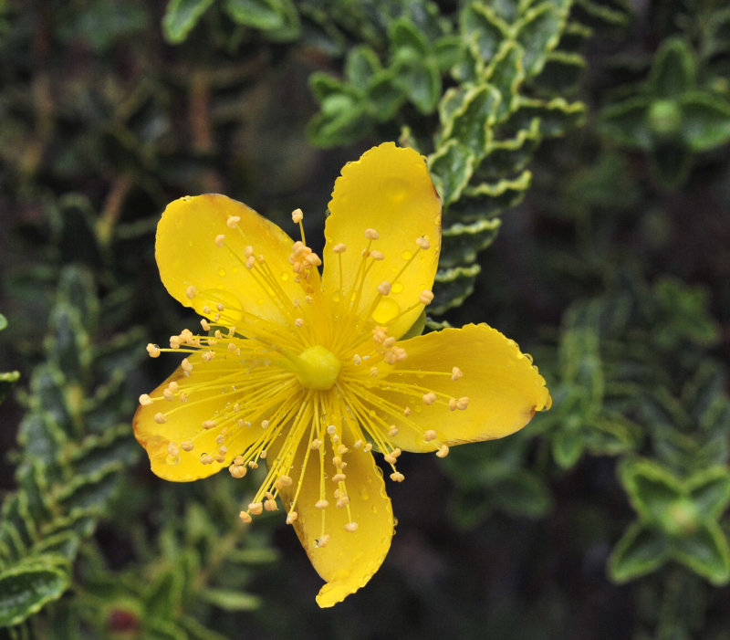 Hypericum_balericum._Closeup.jpg