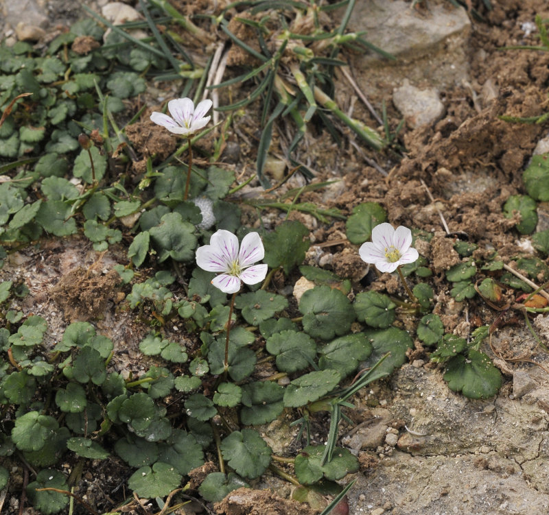 Erodium_reichardii.jpg